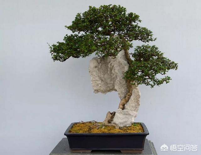 盆景五大流派:做盆栽的话，需要什么样的技术？