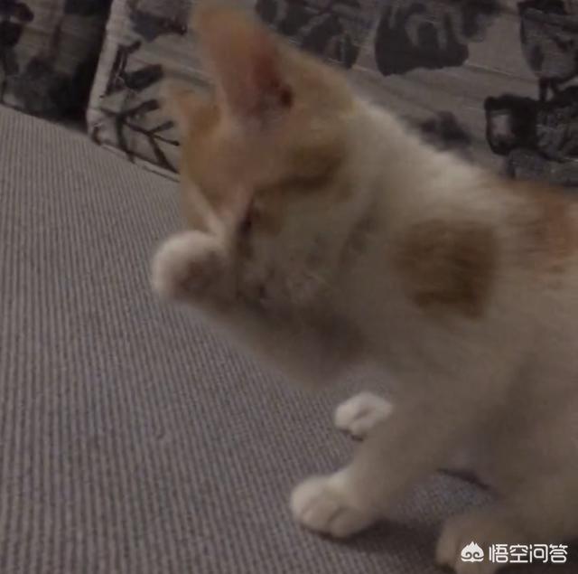 猫瘟:捡了个流浪猫，来家4天了，检测猫瘟弱阳性，是真的猫瘟吗？