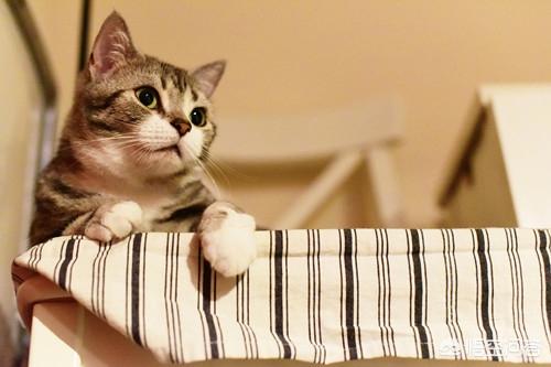 卡尔特猫的猫窝里面很臭:猫为什么在猫窝拉尿，猫尿在窝里后怎么去味呢？ 卡尔特猫长得大吗求回答