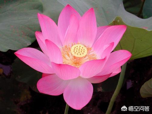 3月初,深圳有哪些可以赏花的地方？