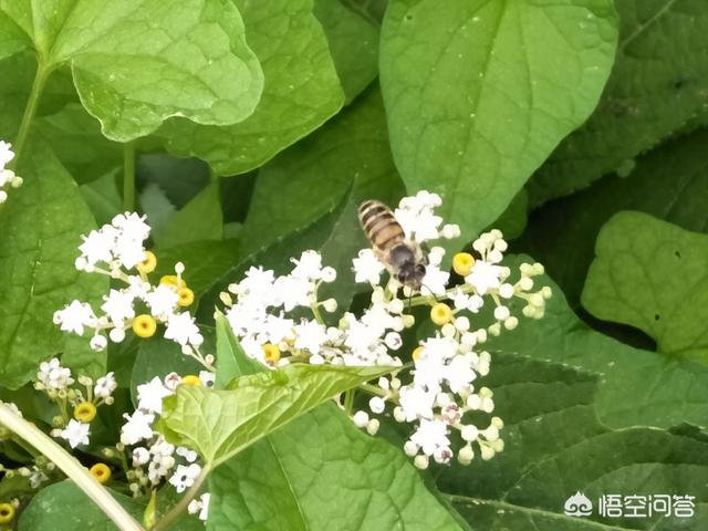 关于蜜蜂的知识有哪些简单:请问蜜蜂身体结构是什么东西构成的？