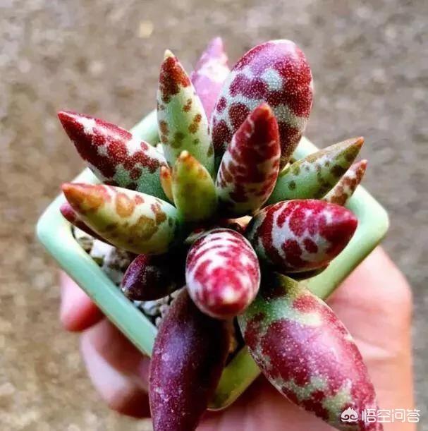 长成这样的多肉你见过吗？
