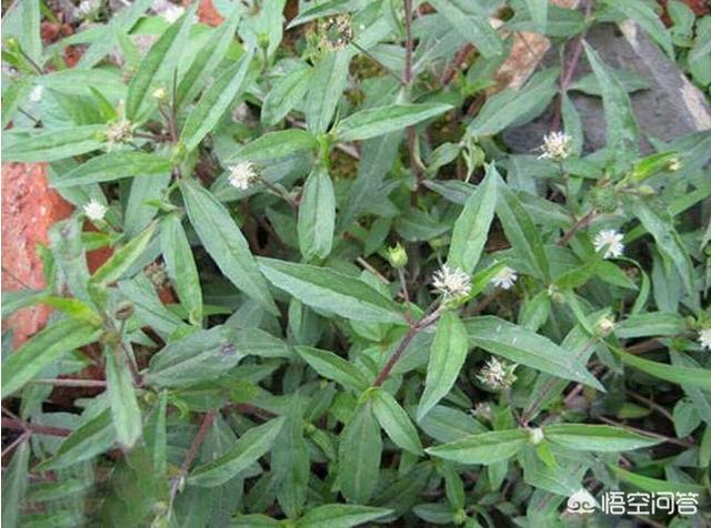 头条问答 - 汉蓬草长什么样,有什么作用?(1个回答)