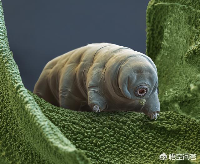 水熊虫寿命是多少年:水熊虫是世界上生命力最顽强的生物吗？