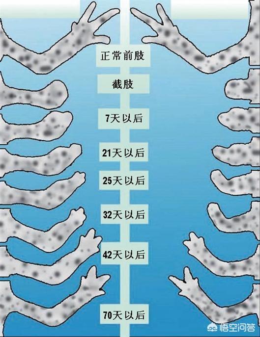 断尾狗之螃蟹站住:壁虎断尾再生，其科学原理可否用于人身上呢？