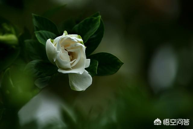 栀子花黄叶子掉叶子怎样挽救？