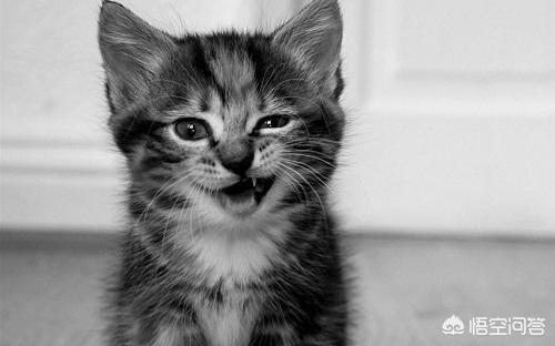 猫咪爱牛奶pc版:猫咪喝牛奶拉肚子还吐怎么办？