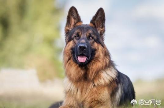 德牧幼犬多少钱一只:东德牧羊犬的价格多少钱？该怎么挑选幼犬？
