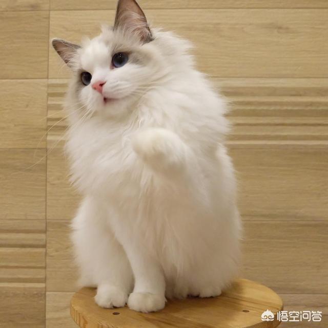 布偶猫图片:布偶猫的猫癣应该怎么处理？ 布偶猫图片及价格多少