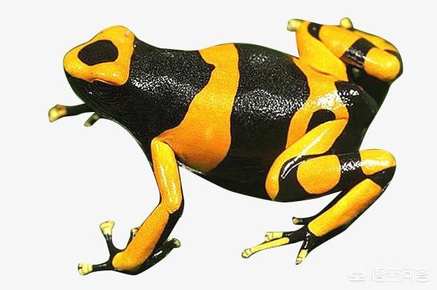 箭毒蛙吃什么，箭毒蛙的毒性为什么那么大