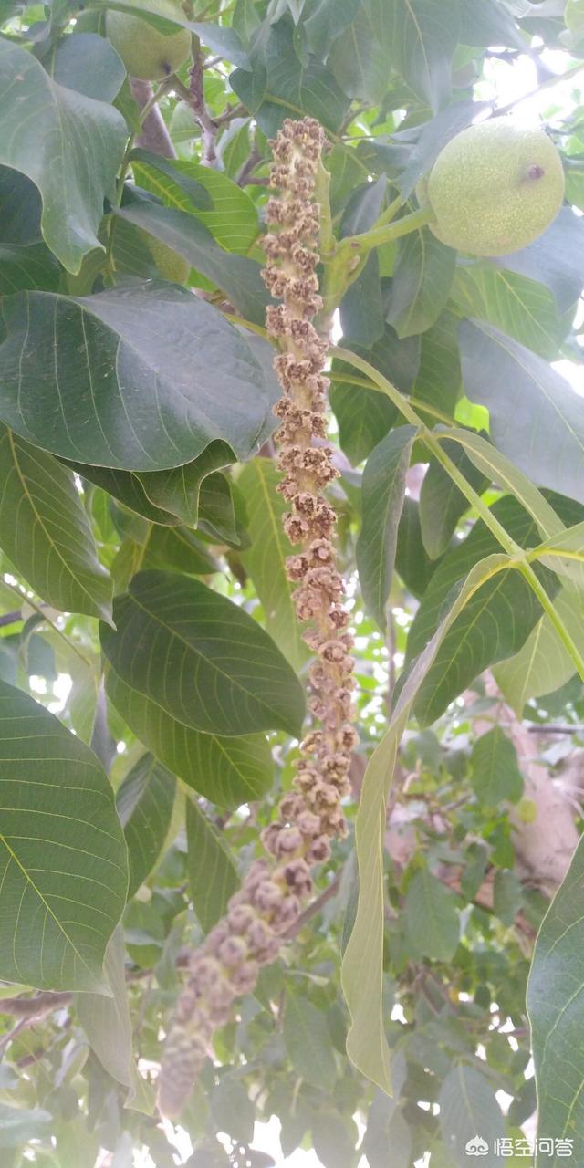 开核桃,核桃树二次开花结果质量怎么样？