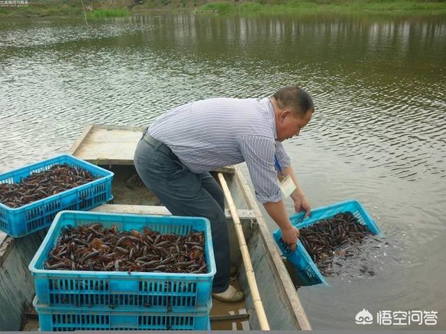 养鳌虾要放多深的水:请问现在这个季节，龙虾池中水位保持在多少合适？谢谢？