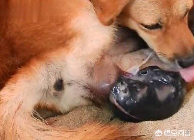 狗狗生人宝宝:狗狗刚生了宝宝还可以带它出去玩吗？