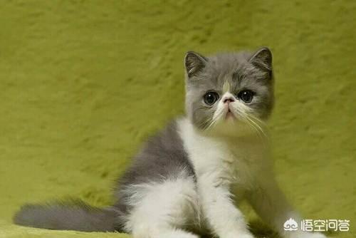 包子脸猫价格:发腮的猫品种，包子脸的猫有哪些呢？