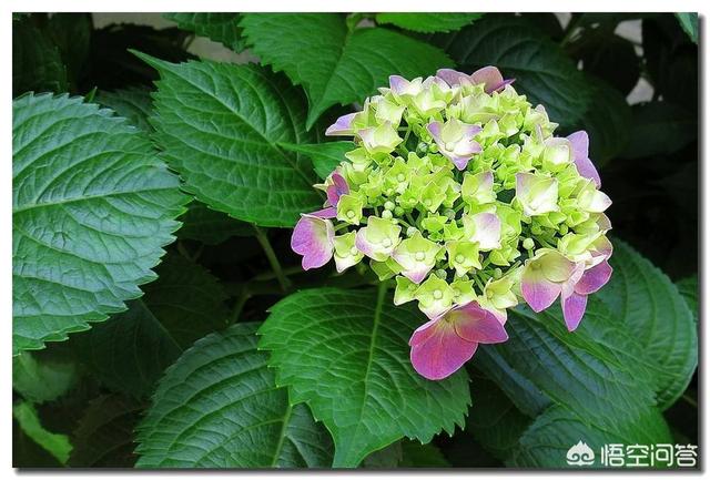 头条问答 - 我的土绣球很多没有花苞,很大一棵请问怎么修剪呢?