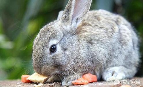 兔子拉稀了吃妈咪爱:兔子吃得太饱会拉稀吗，小白兔拉稀吃什么药？