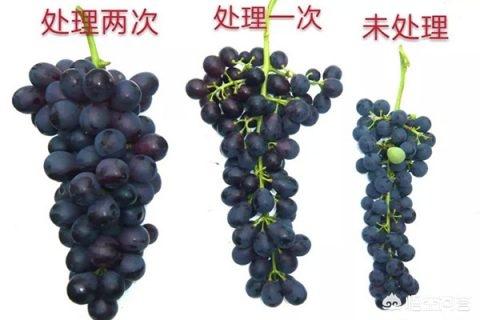 夏黑葡萄种植技术大全那里有:夏黑葡萄的膨大剂怎么配？