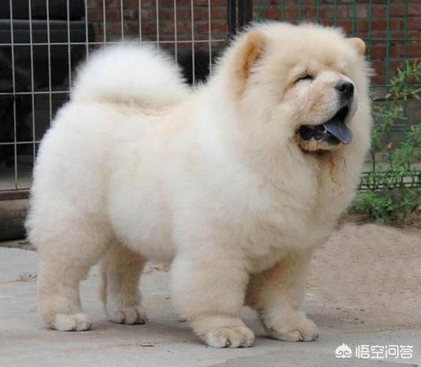 中国松狮:中国松狮犬舍排名 为什么现在养松狮犬的人不多？