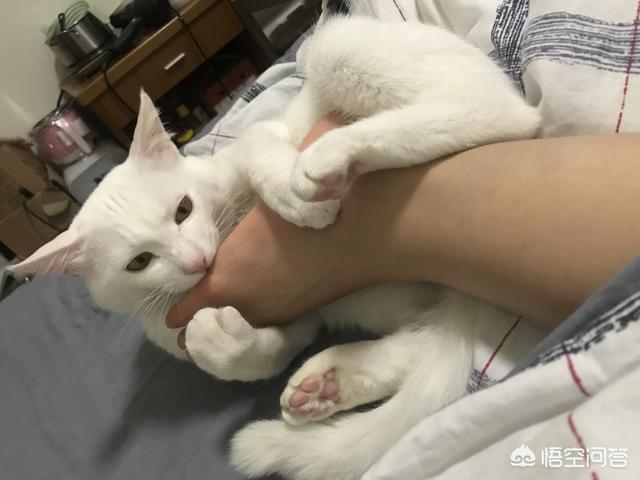 萌猫猫图片:你家喵的哪个动作最能萌到你？