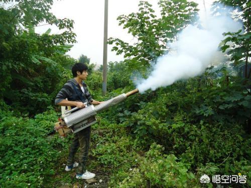 金弹子介壳虫怎么治:蚧壳虫杀不尽？有什么方法，高效迅速杀死蚧壳虫？