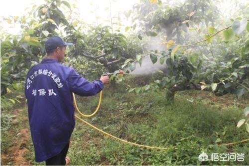 蜱虱消效果:能同时杀螨、杀蚧、杀夜蛾、还杀卵的药是什么？ 蜱虱消怎么用