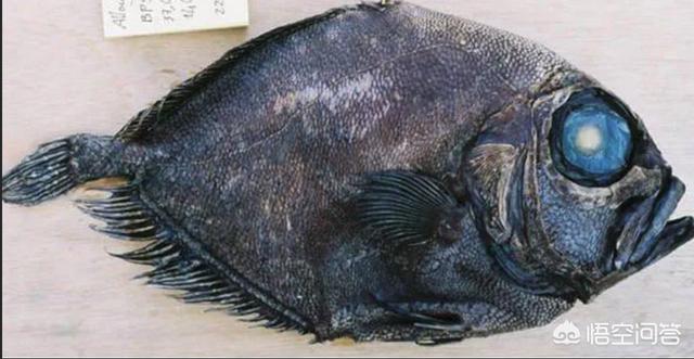 黑鱼寿命比人都长吗，一只猪如果健康生长，不杀它，它可以活到多少岁