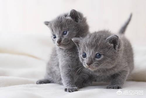猫咪爱牛奶攻略:一个半月的猫咪喝纯牛奶还是喝酸奶好？