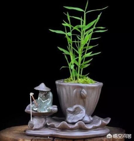 姬翠竹,盆栽的小姬竹应该怎么养护？