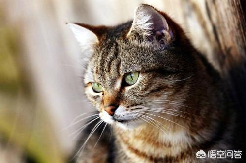 折耳虎斑猫的特点:虎斑猫从几个月开始发腮？