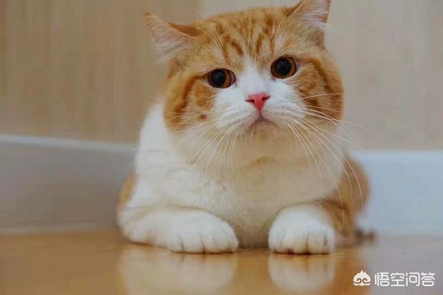 小猫回家:在宠物店买的猫咪回家多久能确定是健康的？