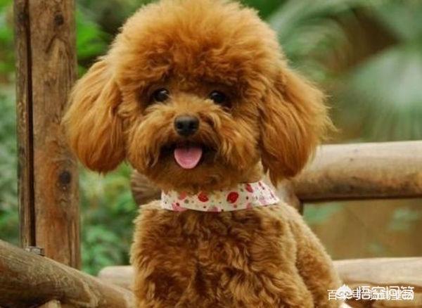 自学的泰迪美容教程:泰迪美容造型教程 如何正确的给泰迪犬剪毛？