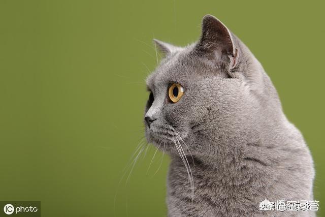 茶陵话狗母蛇:农村俗语“来猫穷，来狗富，来了黑猪顶白布”。有道理吗？