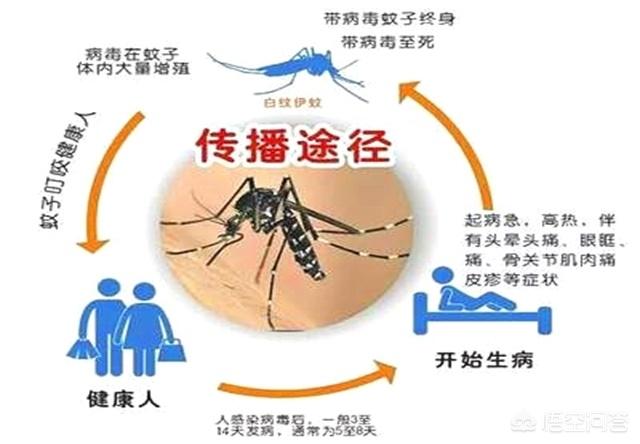 梦见蚊子吸血吸饱了被打死（梦到蚊子吸血被拍死） 梦见蚊子吸血吸饱了被打死（梦到蚊子吸血被拍死） 卜算大全