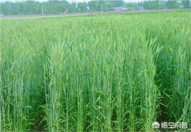 牧草品种:湖北养牛种什么牧草最好？