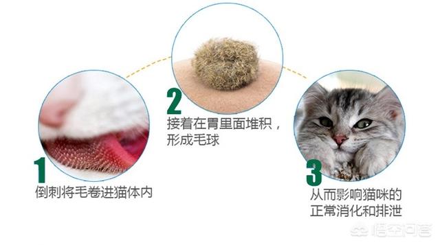 头条问答 猫咪每天都在舔毛 怎样做才能预防猫咪得毛球症呢 宠医云的回答 0赞