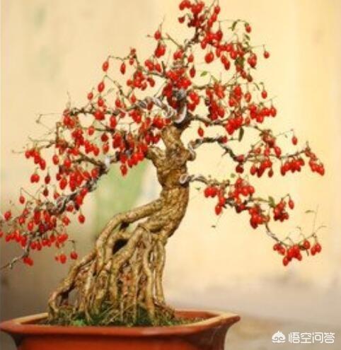 枸杞树图片:农村野外哪些野生的枸杞，能不能制作盆景，怎么养殖枸杞盆景呢？