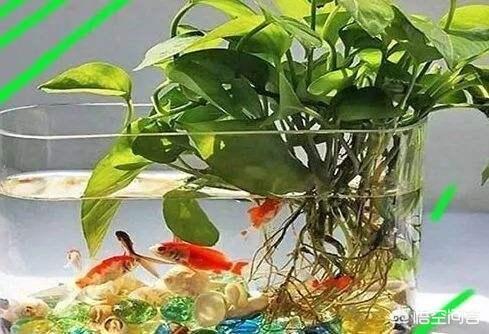 头条问答 鱼缸里都可以养什么植物 个回答