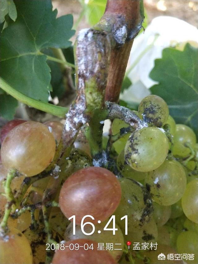 葡萄树的害虫有哪些:为什么今年葡萄上的蚧壳虫特别多？