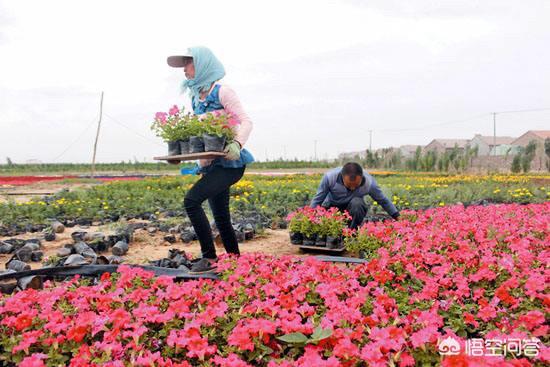 小狗种美丽鲜花最新热门游戏资源:基本农田可以种植花卉吗？