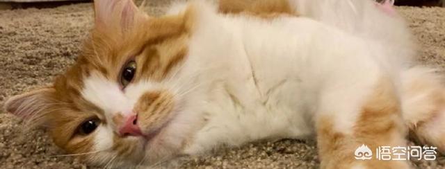 领养猫:领养的猫需要注意什么，怎么和猫建立感情？