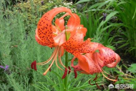 食用百合开什么样的花,我们吃的百合,会不会开花？