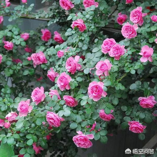 头条问答 两棵藤本月季种一起可以吗 豫见草木的回答 0赞