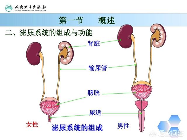 膀胱结石症状预防:肾结石或尿道结石有什么症状？