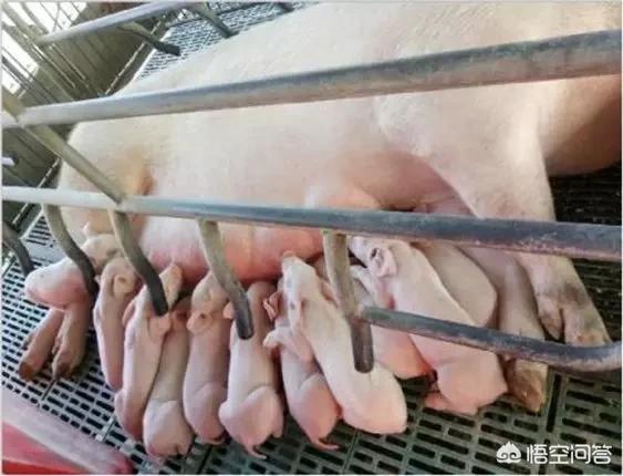 仔猪疥螨:如何防治仔猪的渗出性皮炎？
