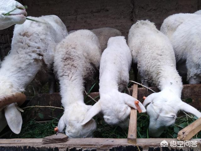 养殖羊的利润:肉羊养殖的利润与成本 一般情况下，200只基础母羊的年利润是多少？