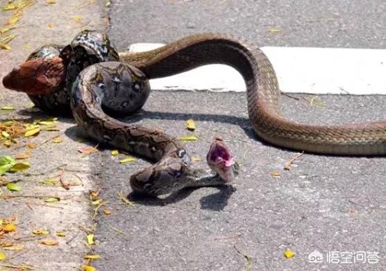 打死一只野兔子没事吧:农村山上的野兔子，被五步蛇咬死了，兔肉还能吃吗？