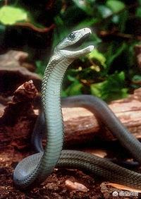 黑眉锦蛇喜欢吃什么:眼镜王蛇和黑曼巴蛇哪个厉害？ 黑眉锦蛇喜欢吃什么食物