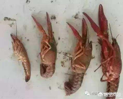 雪球虾死亡:虾池隔三差五死虾是什么原因？