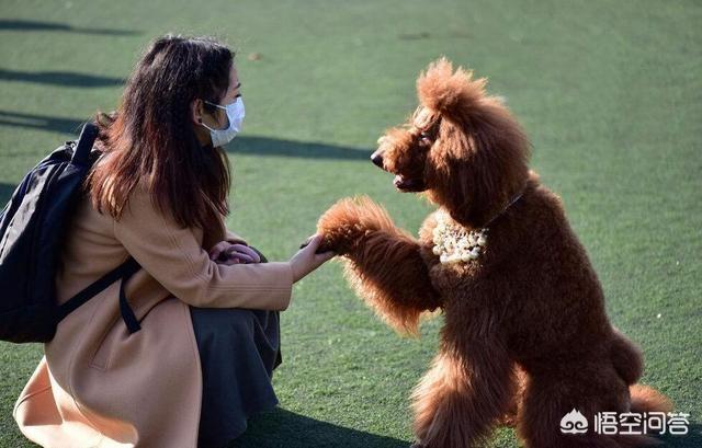我和我家泰迪小狗:自家养的泰迪能和人一起睡吗？