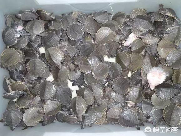 珍珠鳖如何养殖:鱼缸铺沙养猪鼻龟，食物残渣怎么办？